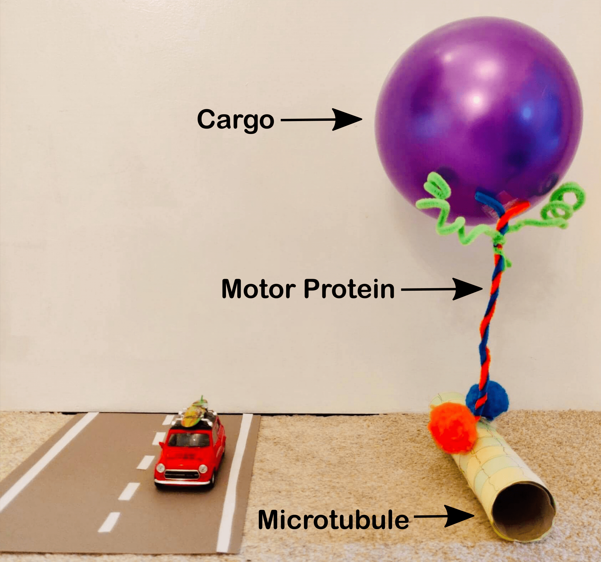 A balloon (labelled 'cargo'). Beneath it are pipe cleaners (labelled 'motor protein') and a cardboard tube ('labelled microtubule'). To the left of these items is a toy car on a road.
