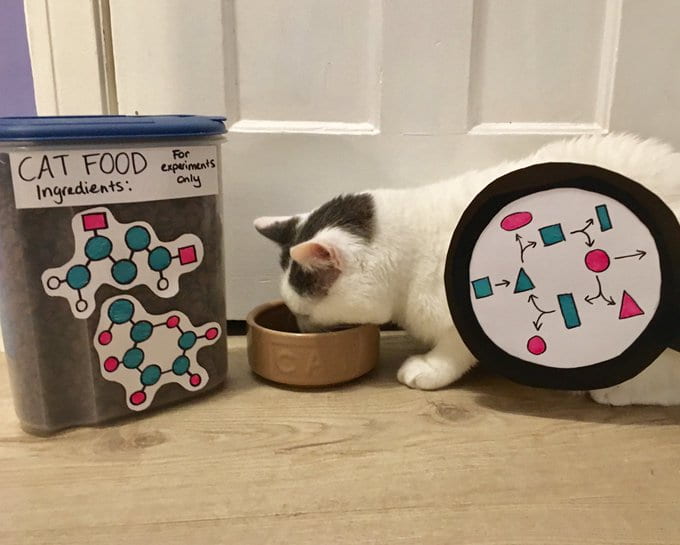A cat eating from a bowl. Next to the cat is a transparent container labelled 'Cat food ingredients: for experiments only'. Diagrams featuring interconnected circles and rectangles are attached to both the cat and the container.