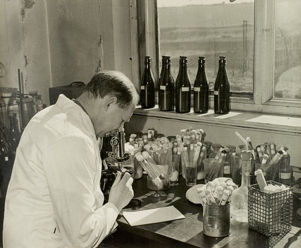 Investigating the yeasts and bacteria concerned in cider-making, shows man examining slides through a microscope.