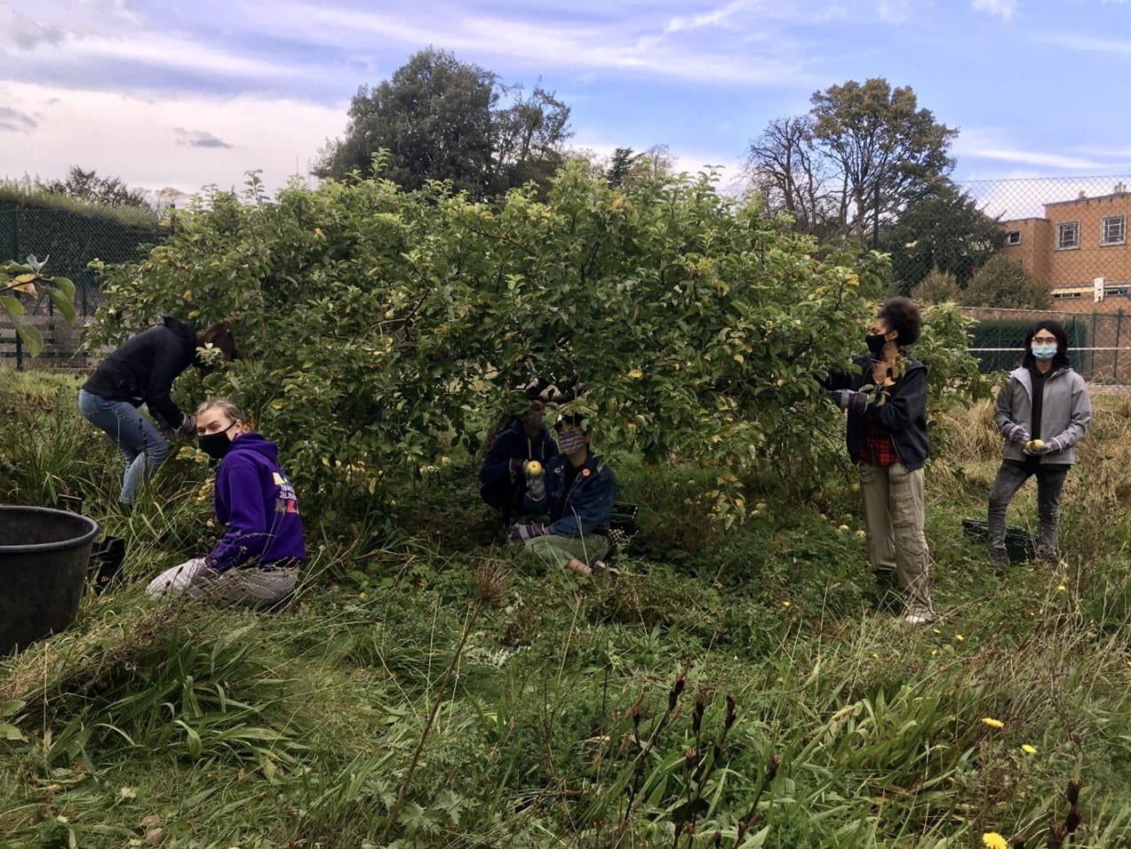 Students harvesting apples in Goldney Hall Heritage Orchard in October 2020.